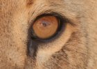 lioneye (Medium).jpg
